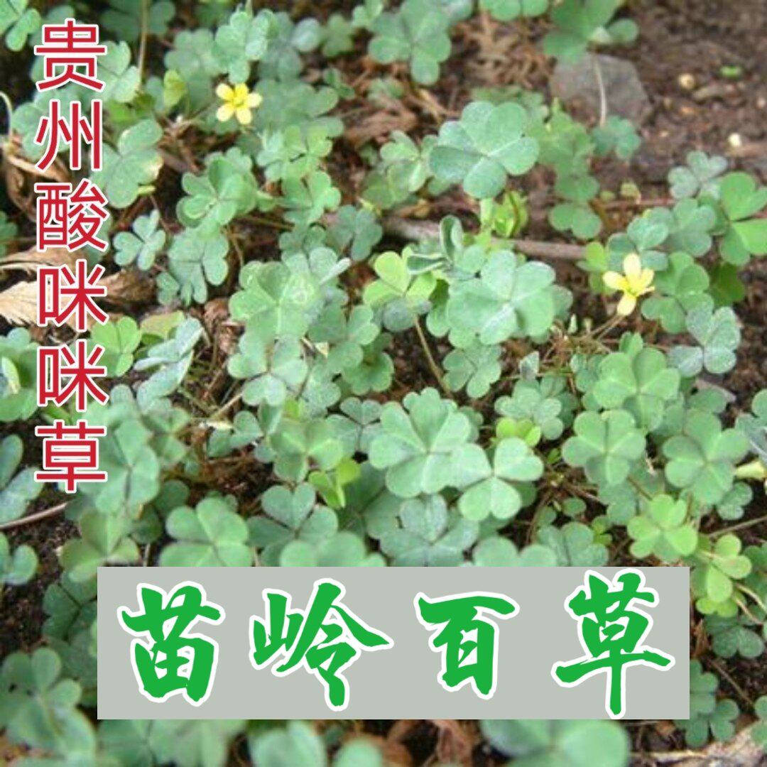 贵州省野生酢浆草500克包邮 中草药材酸咪咪草三叶酸 咸酸草干品