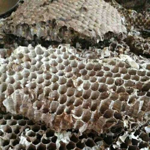 贵州野生马蜂窝蜂窝露蜂房老蜂巢大黄蜂胡蜂灸蜂房干蜂巢新货
