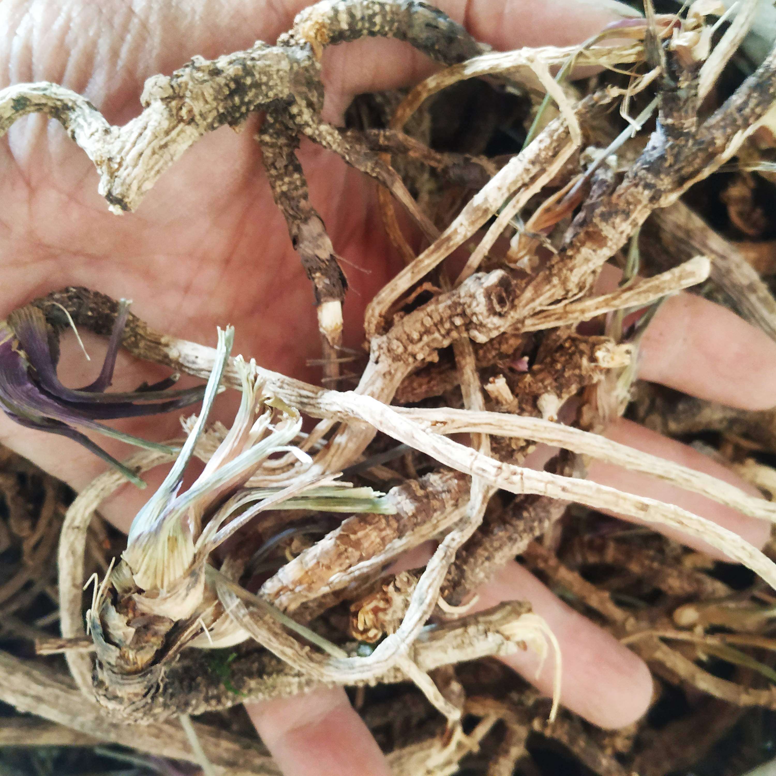 岩川芎500克包邮贵州省野生中草药材关岩防风光头前胡棕包头干品