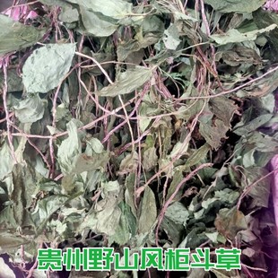 新鲜野生楮头红贵州中草药材风柜斗草风鼓草风谷草风骨草下单包邮