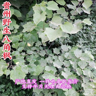贵州省野生八角枫叶500克包邮中草药材白荆条叶八 角风白龙须叶
