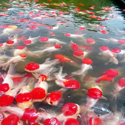 活体鱼观赏鱼冷水金鱼淡水鱼蝶尾锦鲤鸿运当头龙晶鱼红狮子头种鱼