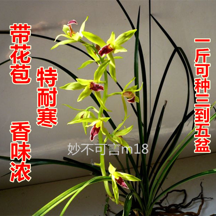 兰花苗带花苞盆栽浓香型植物室内四季金边兰草矮种九头兰名贵春兰