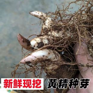 黄精种子新鲜鸡头黄精种植苗老虎姜种苗现挖药材苗黄金苗种芽种块