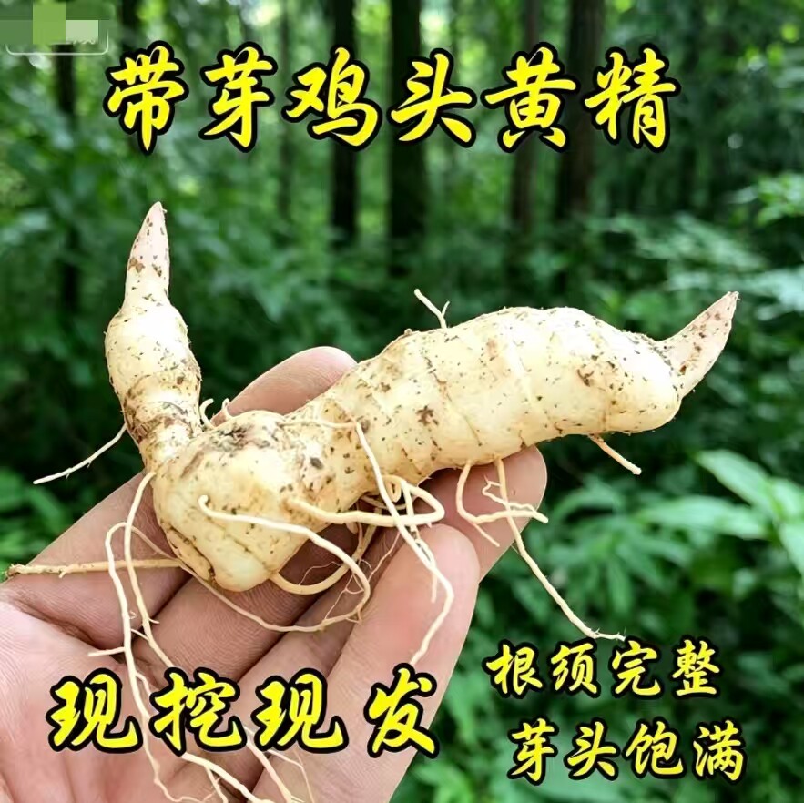 现挖黄精芽头新鲜老虎姜鸡头黄精滋补煲汤泡酒中药材黄金药材图片