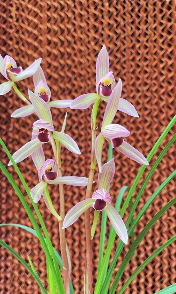 当年开花名品花卉兰花 莲瓣兰名品如意红舌 浓香阳台客厅庭院绿植