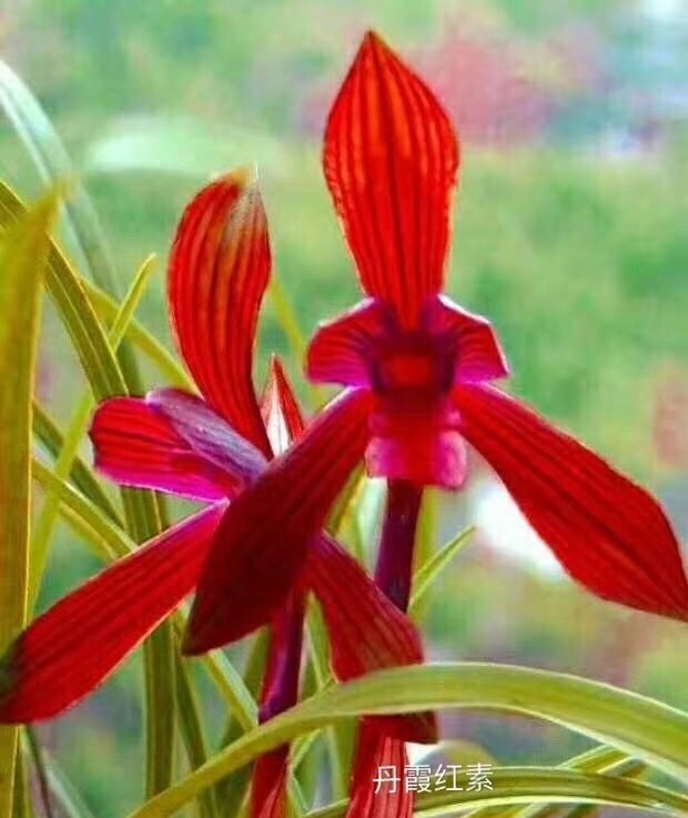 包邮阳台室内花卉盆栽兰花苗 春兰名品【丹霞红素】绿植园艺