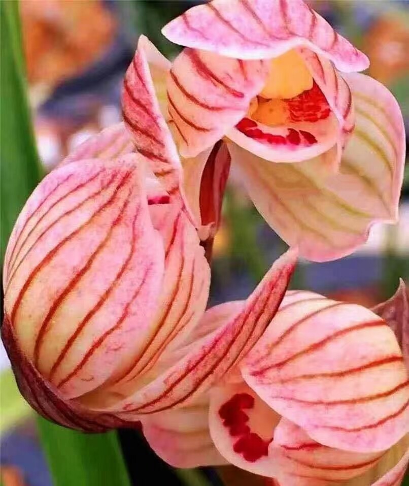 包邮当年开花名品兰花苗 莲瓣兰知青粉荷 阳台庭院绿植花卉盆景