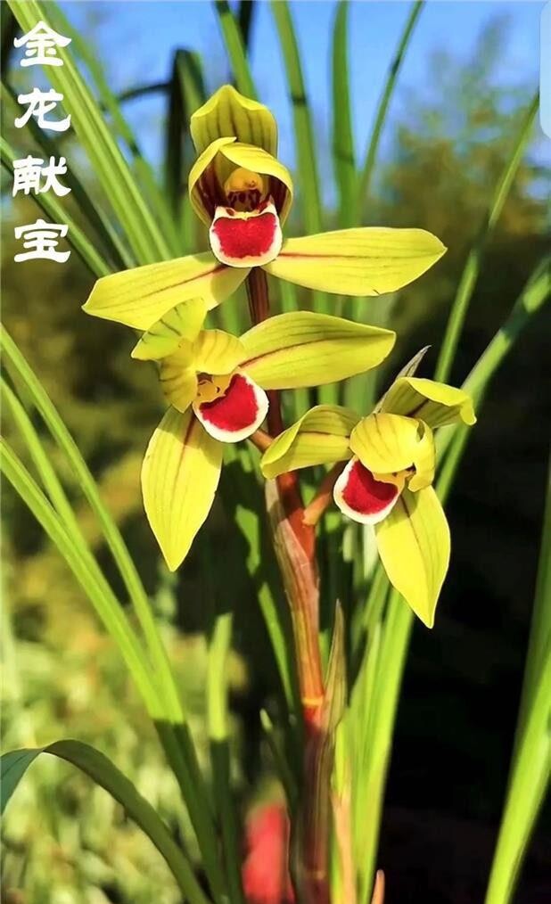 当年开花名品花卉兰花 莲瓣兰金龙献宝 浓香好养客厅庭院绿植盆栽