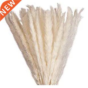 Elegant Dried Flowers With High-Quality Pampas Grass Decorat