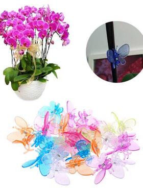 30 Pcs Butterfly Orchd Clps Plant Clps Garden Flower Vne