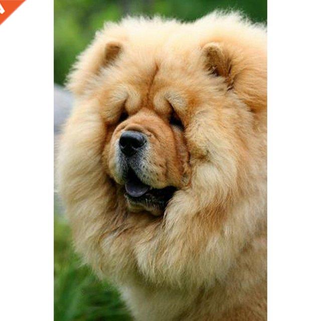 Needlework Chow Chow Diamond Painting Round Drill  Diamon