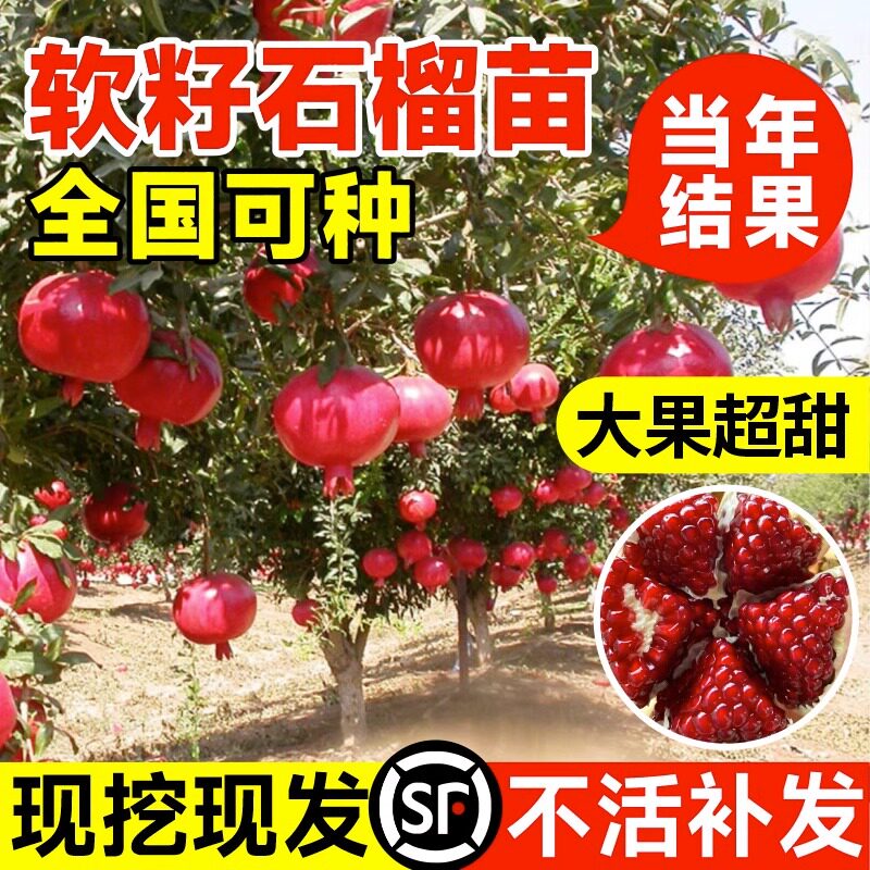 石榴树树苗突尼斯软籽石榴苗盆栽庭院果树特大带土无籽甜石榴树苗