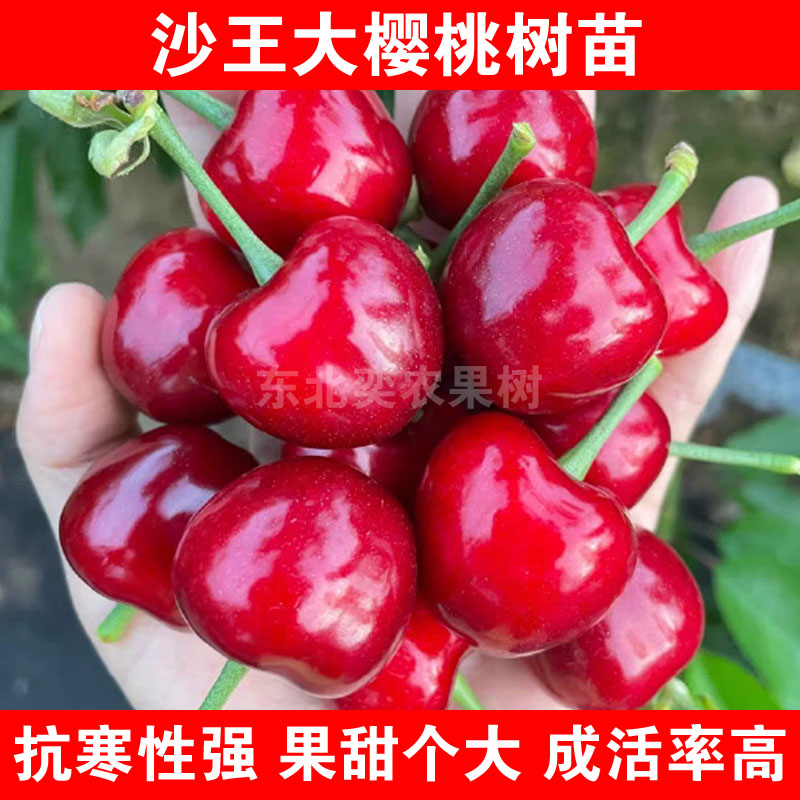 沙王大樱桃树苗嫁接抗寒樱桃苗盆栽地栽车厘子南北方种植耐寒结果