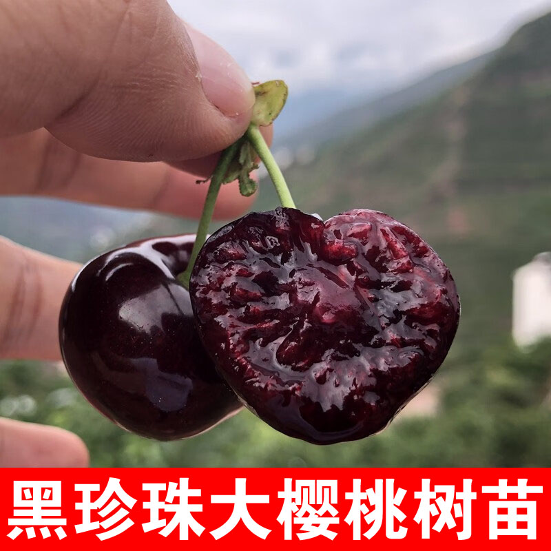 嫁接黑珍珠车厘子树苗爆甜特大樱桃树苗南北方种植樱桃苗当年结果