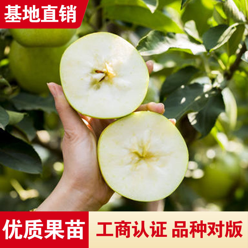 王林苹果树苗进口品种果树盆栽地栽南北方果树苗庭院果树当年结果