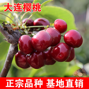 大连樱桃树苗南北方地栽车厘子树苗盆栽特大嫁接樱桃树苗当年结果