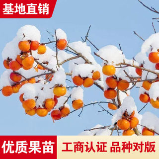 冬柿子树苗脆甜柿子苗雪柿子冬天观赏食用品种盆栽地栽南北方种植