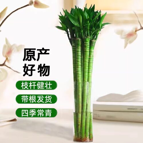 龙竹水培带根植物室内办公桌面绿植盆栽水养植物花卉懒人好养易活