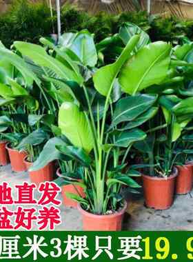 天堂鸟绿植盆栽客厅办公室内好养超大型花卉绿植新房家用大叶植物