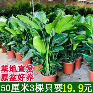 天堂鸟绿植盆栽客厅办公室内好养超大型花卉绿植新房家用大叶植物