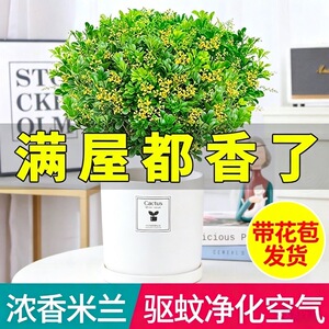 香水米兰花盆栽花卉绿植室内老桩带花苞四季开花好养阳台植物树苗