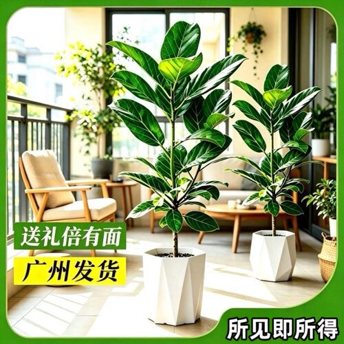 孟加拉榕树盆栽客厅大型绿植室内办公室植物花卉四季常青好养活