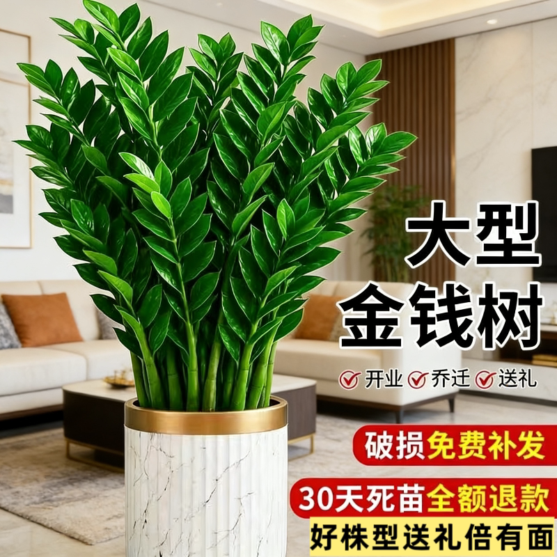 金钱树盆栽室内植物钱串子办公室客厅发财绿植花卉四季常青装饰品