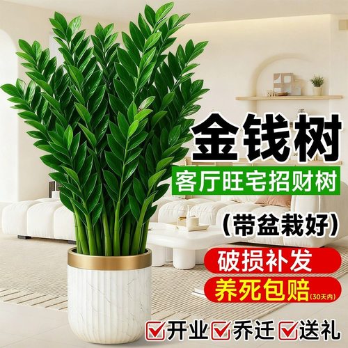 金钱树盆栽室内植物钱串子办公室客厅发财绿植花卉四季常青装饰品