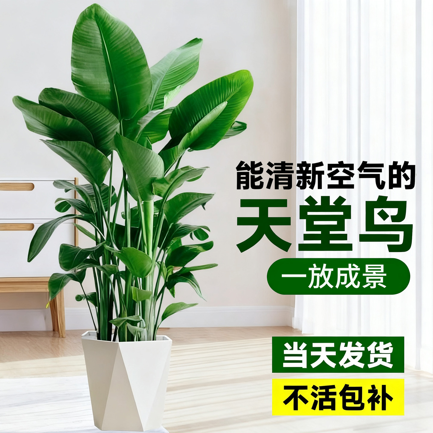 天堂鸟盆栽室内客厅高级感大型绿植办公室大叶植物高端鹤望兰耐阴