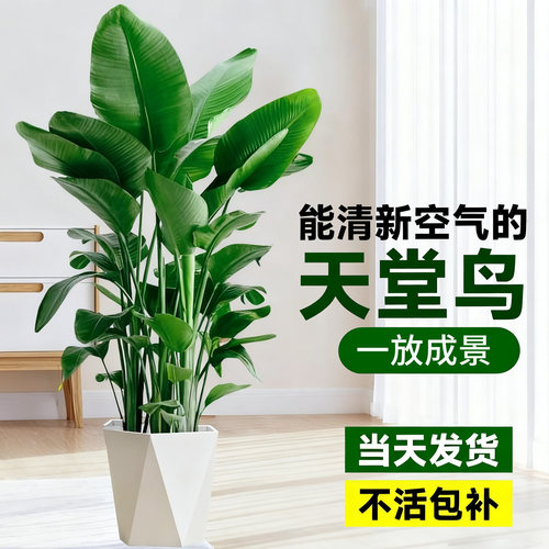 天堂鸟盆栽室内客厅高级感大型绿植办公室大叶植物高端鹤望兰耐阴