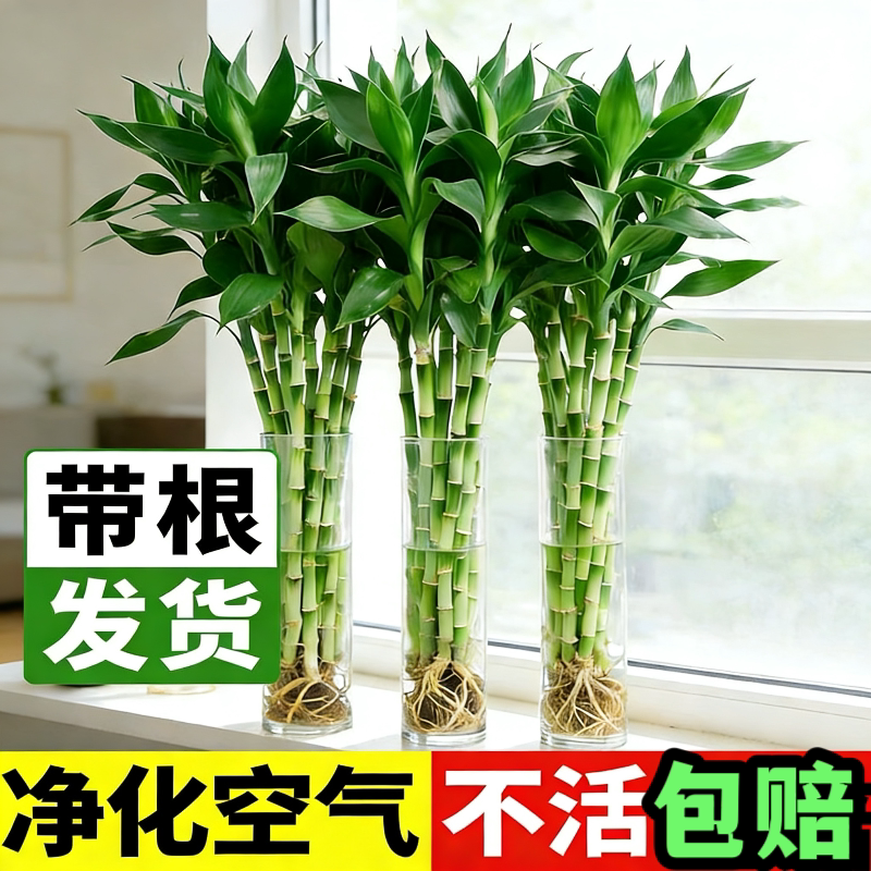 带根富贵竹水培植物水养水竹客厅室内发财招财盆栽绿萝绿植鲜花卉