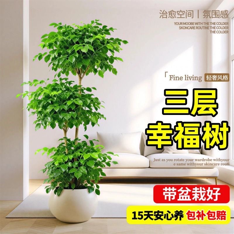 多层幸福树客厅大型植物盆栽绿植造型大号老桩办公室摆件乔迁新居