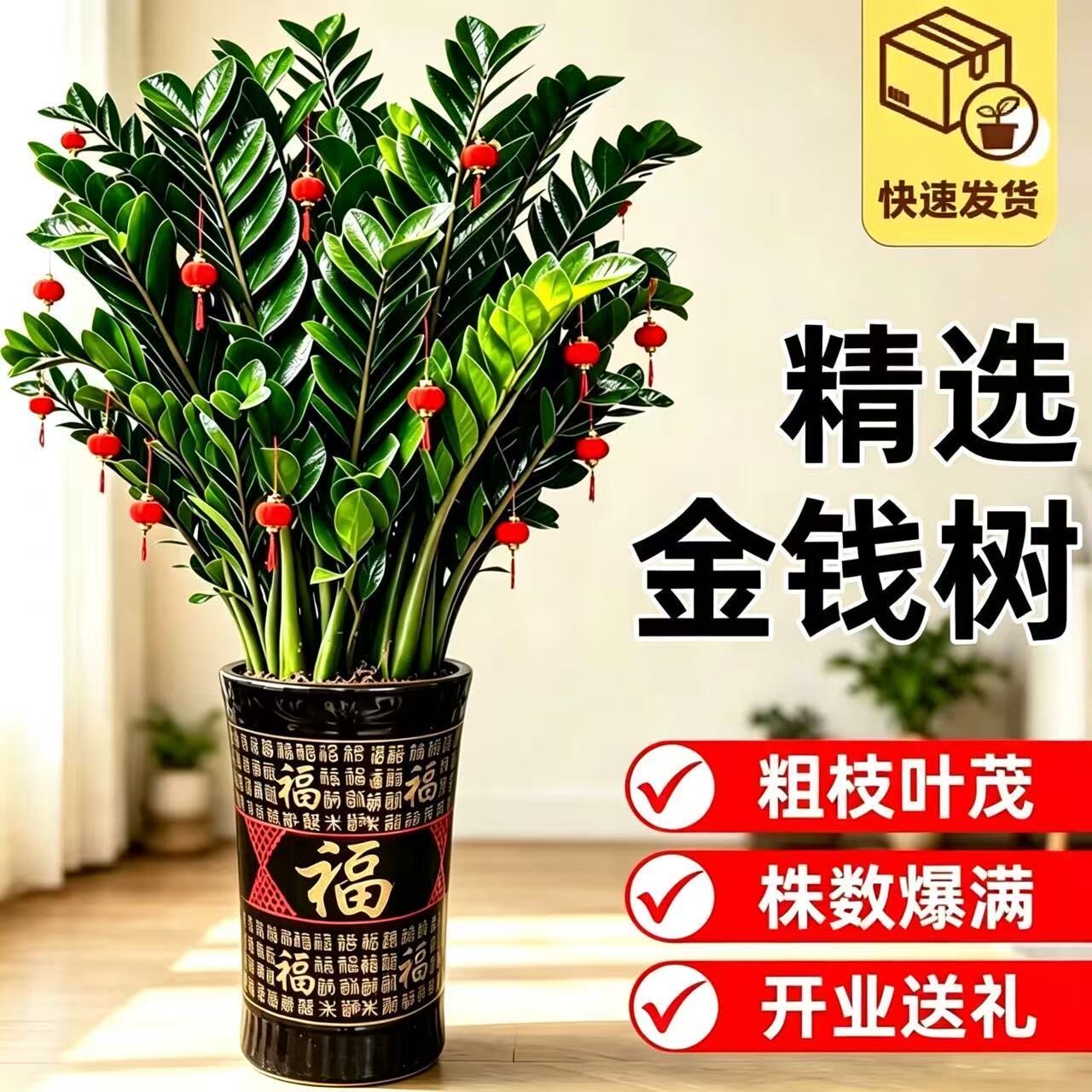 金钱树盆栽办工室内植物钱串子客厅大绿植花卉四季常青摆件装饰品