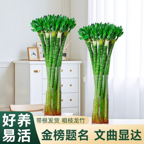 带根文昌竹4支金榜题名龙竹富贵竹水培植物客厅招财绿植盆栽水养