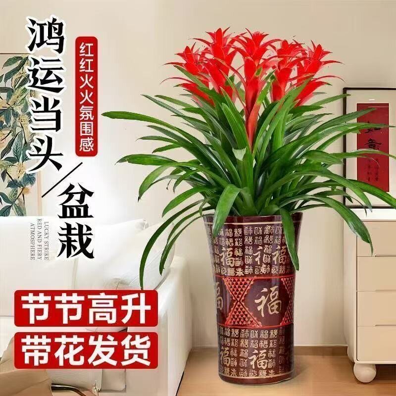 鸿运当头盆栽室内植物送礼办公室客厅发财绿植花卉四季常青装饰品