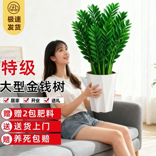 金钱树盆栽客厅大花盆室内乔迁开业招财钱串子大型绿植四季好养活