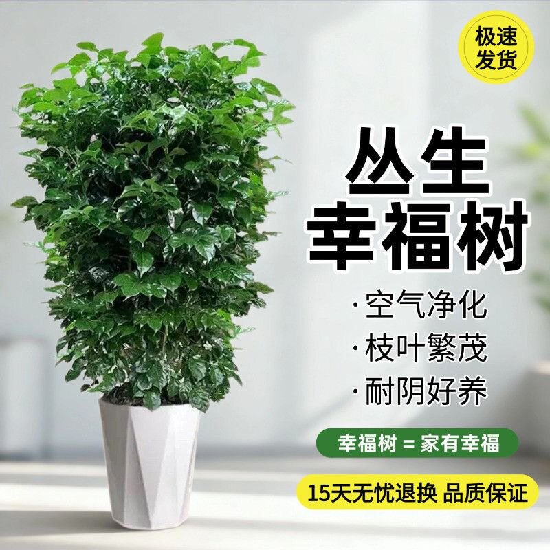 幸福树客厅大盆栽新家净化空气发财树办公室内四季常青好养绿植物
