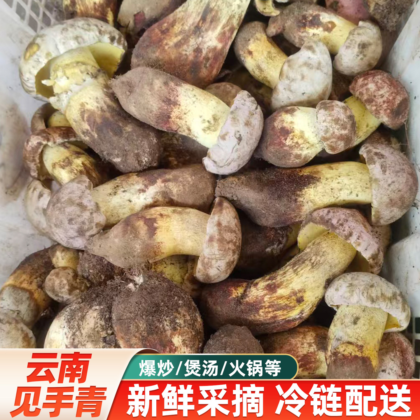 云南新鲜野生菌白葱牛肝菌见手青