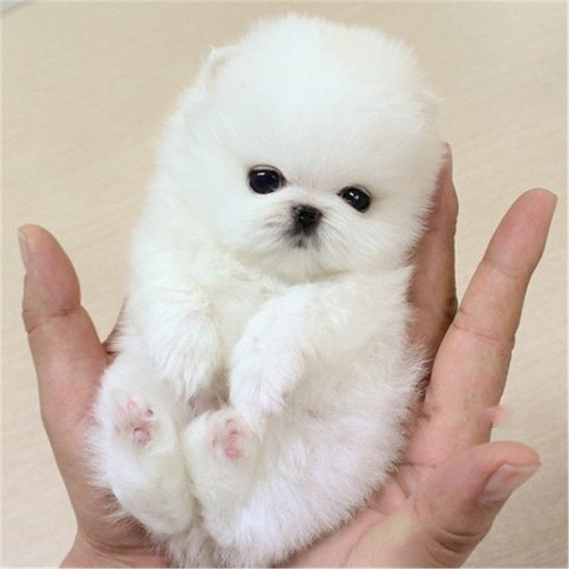 纯种博美犬幼崽小型迷你宠物狗狗活体长不大可爱狐狸俊介活物动物在类目 宠物/宠物食品及用品, 狗狗中 - 来自Buy2taobao.com提供专业的淘宝代购服务