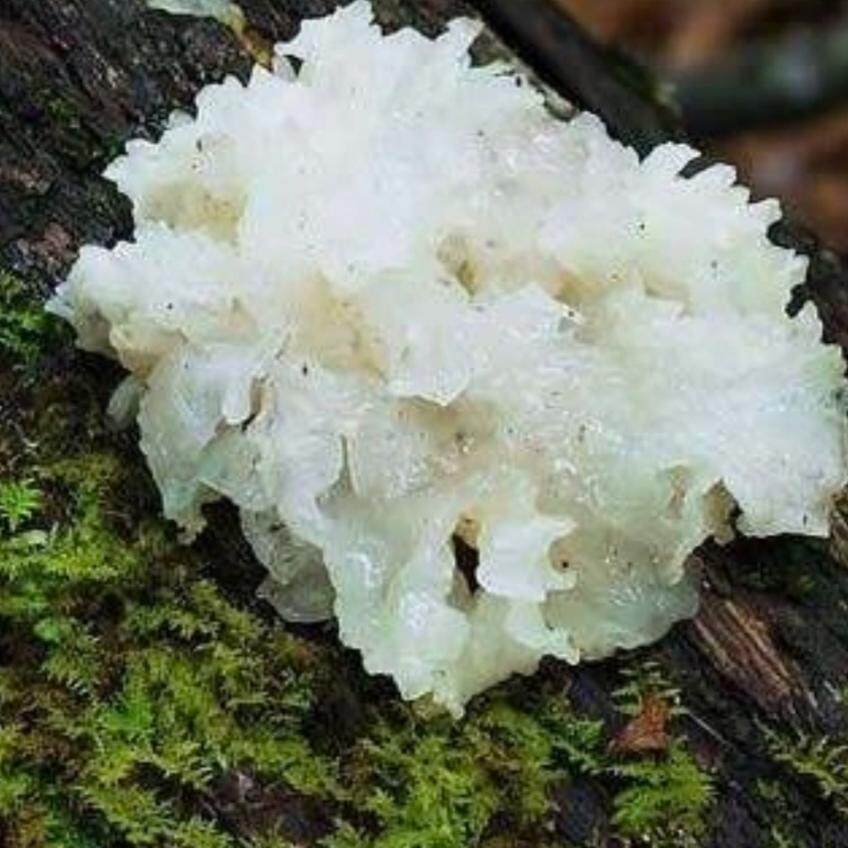 云南仿野生种植小银耳，胶质感满满好吃（250g）