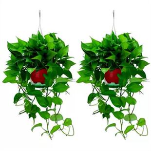 长藤大叶黄金葛盆栽垂吊室内植物爬藤绿植新房客厅水培大盆花卉吊