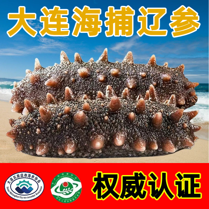 辽参底播即食辽刺参海参鲜活加工非干货即食海生年货礼盒鲜蒸品质