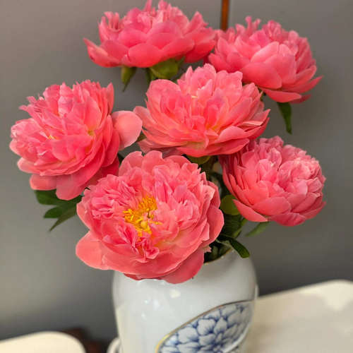 【现货顺丰】网红芍药 夏威夷珊瑚粉