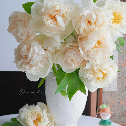 【现货顺丰】网红芍药 阳光女孩