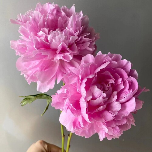 【现货顺丰】山东重瓣芍药  晴雯