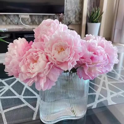 山东重瓣芍药种生粉晴雯雪原红星