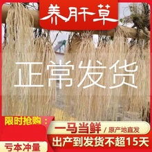 韶关特产养肝草丝线根护肝草龙须酒店食材开胃草广东汤料1把10扎
