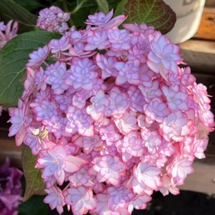 绣球新品寿精品日食响声露娜女儿节粉韵带花苞重瓣庭院地栽开花观