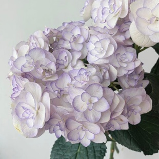 美月美琴美安吉明镜止水嘉宝香织黑红金刚新品进口大花绣球新日本